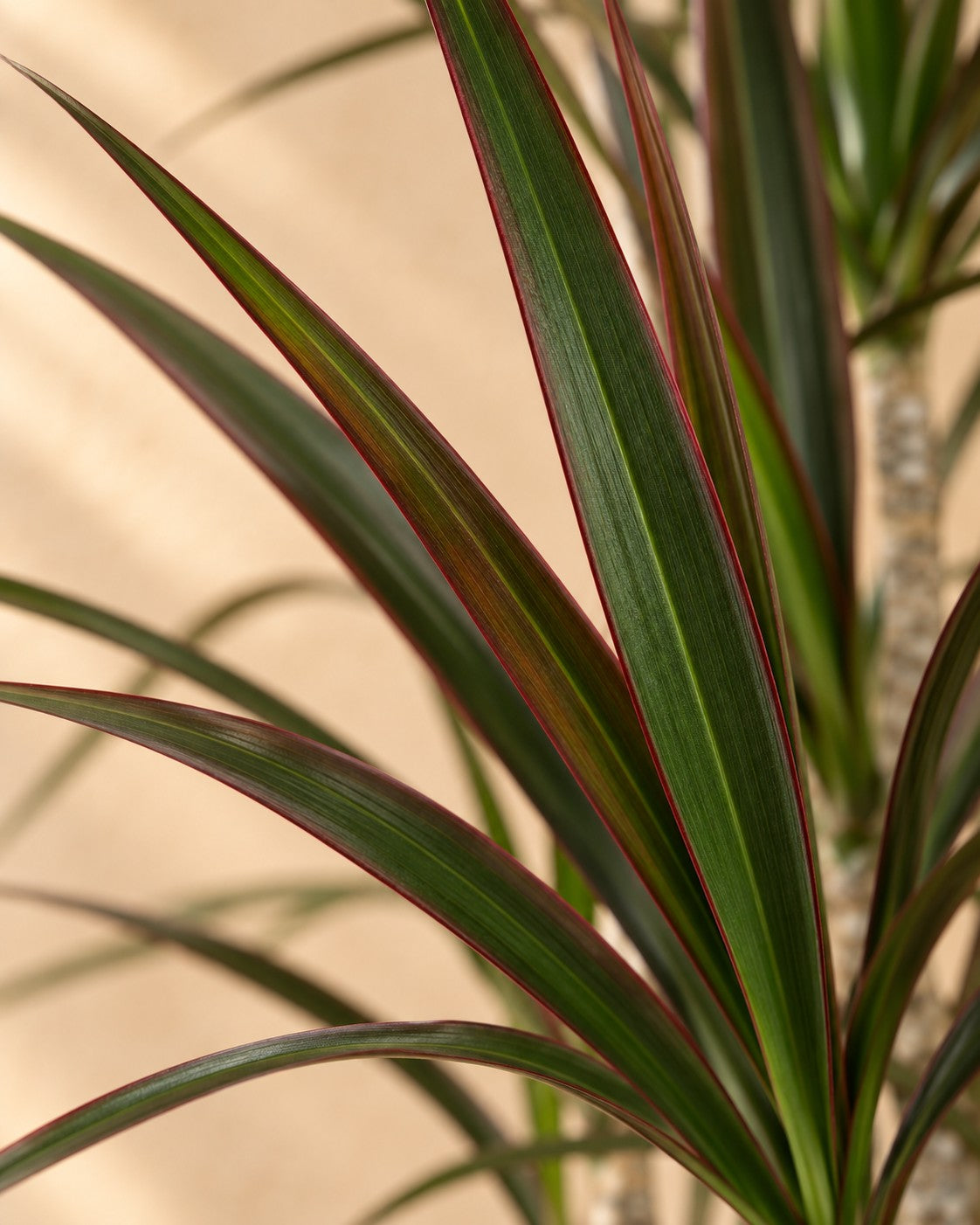 Närbild på bladen hos Drakblodsträd Magenta karusell (Dracaena marginata 'Magenta')