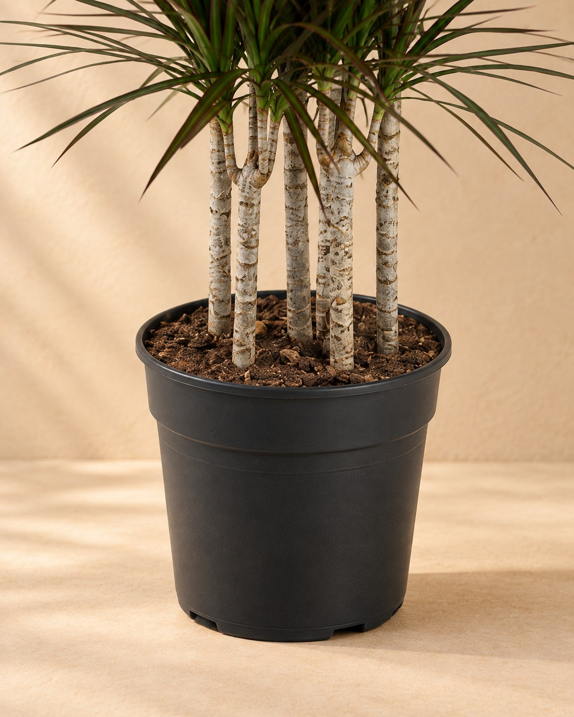 Onderste deel van de Drakenbloedboom Magenta Carrousel (Dracaena marginata 'Magenta') met de kweekpot