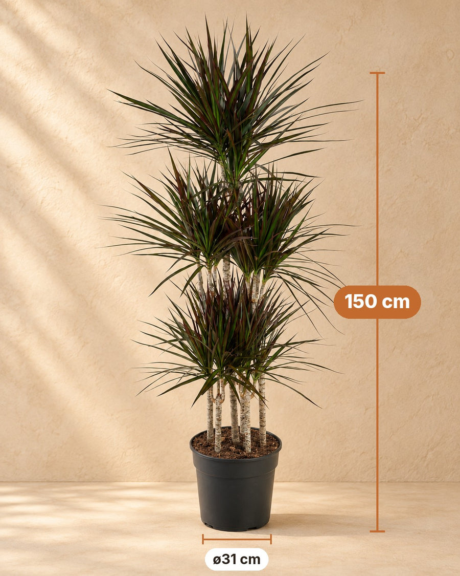 Drakenbloedboom Magenta Carrousel (Dracaena) 150 cm hoog, pot ø31 cm