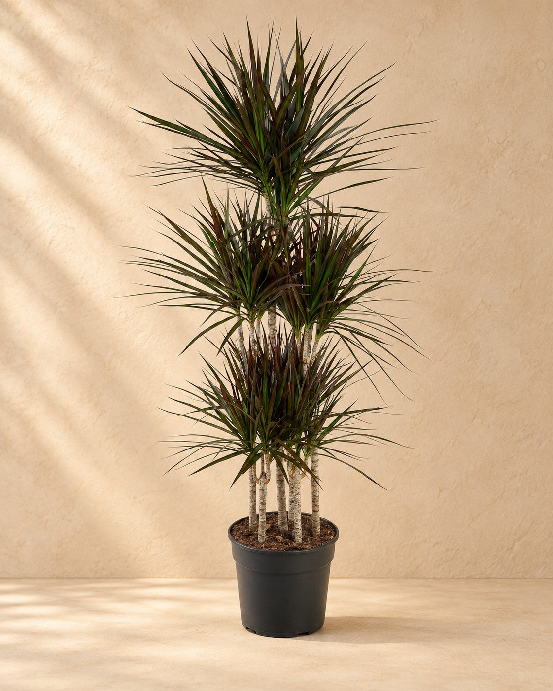 Drakblodsträd Magenta karusell (Dracaena marginata 'Magenta'), 150 cm hög i en 31 cm odlingskruka