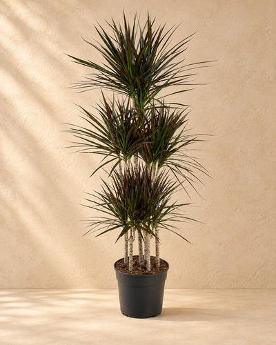 Drakenbloedboom Magenta Carrousel (Dracaena marginata 'Magenta') van 150 cm hoog in kweekpot van 31 cm