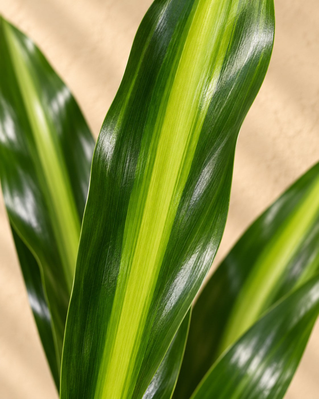 Närbild på bladen hos Dracena (Dracaena fragrans 'Cintho')