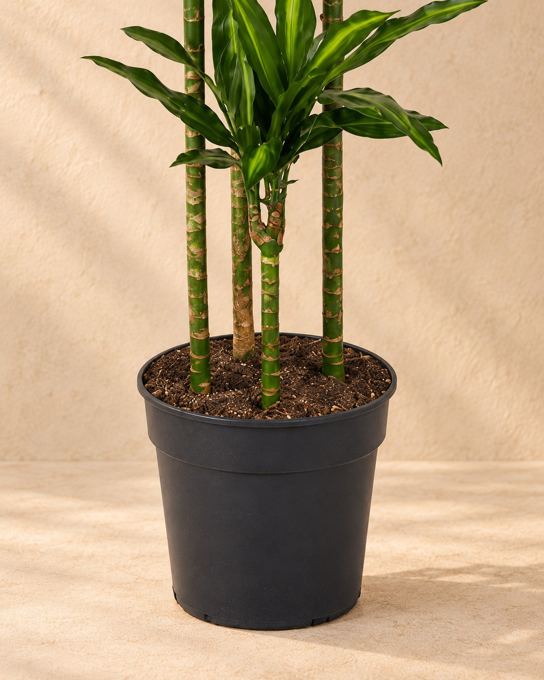 Nedre delen av Dracena (Dracaena fragrans 'Cintho') med odlingskrukan