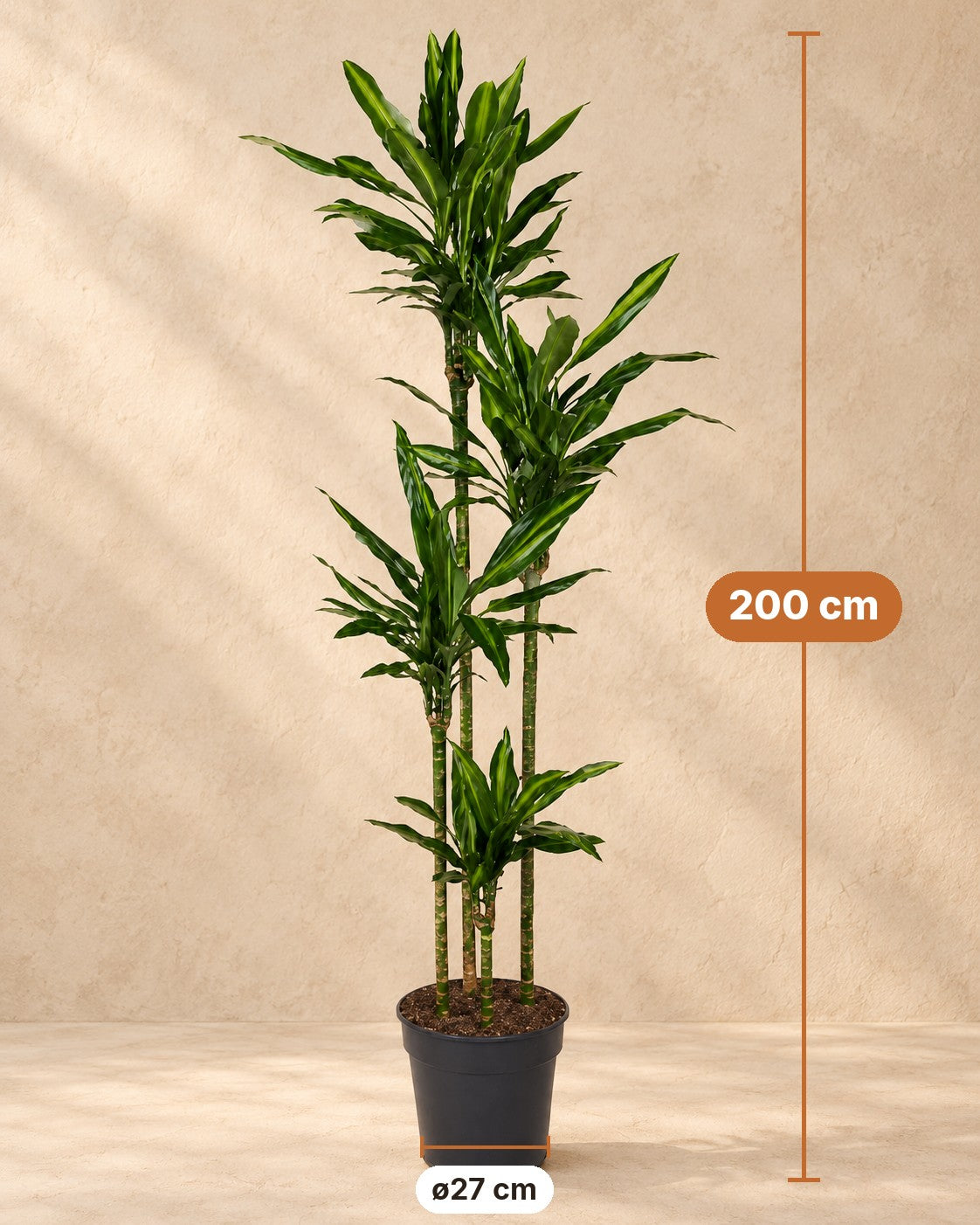 Mått Dracena: 200 cm hög, kruka ø27 cm