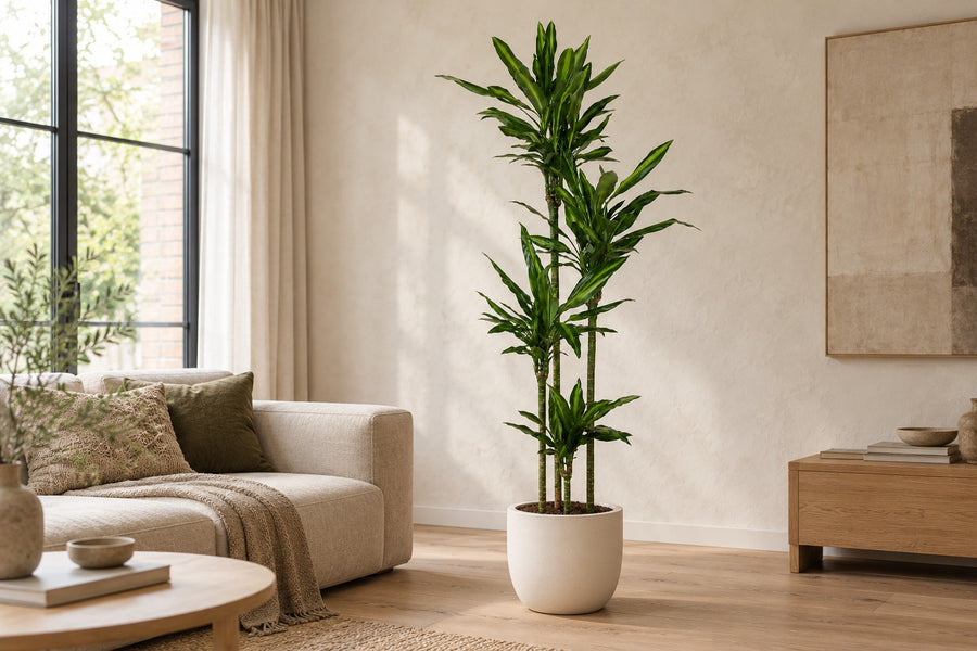 Dracena (Dracaena fragrans 'Cintho') 200 cm hög, kruka ø27 cm