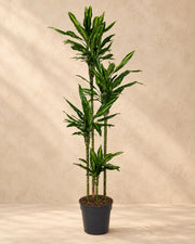 Dracena (Dracaena fragrans 'Cintho'), 200 cm hög i en 27 cm odlingskruka