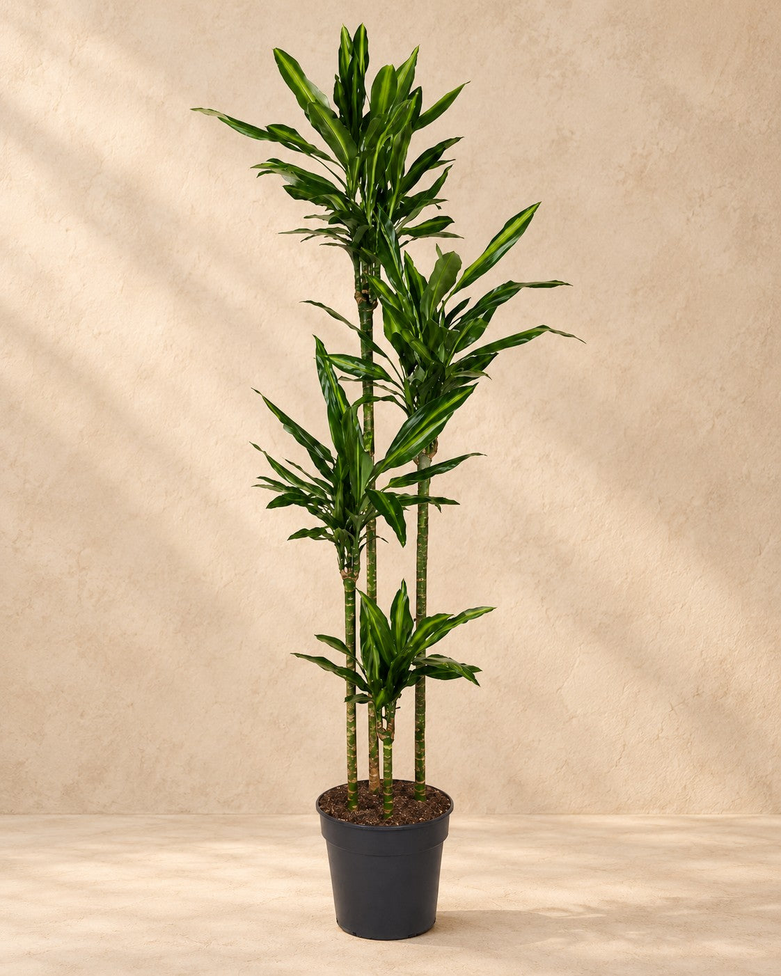 Dracena (Dracaena fragrans 'Cintho'), 200 cm hög i en 27 cm odlingskruka