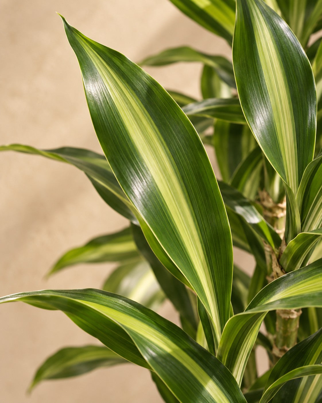 Close-up van het blad van de Drakenboom (Dracaena fragrans 'Cintho')