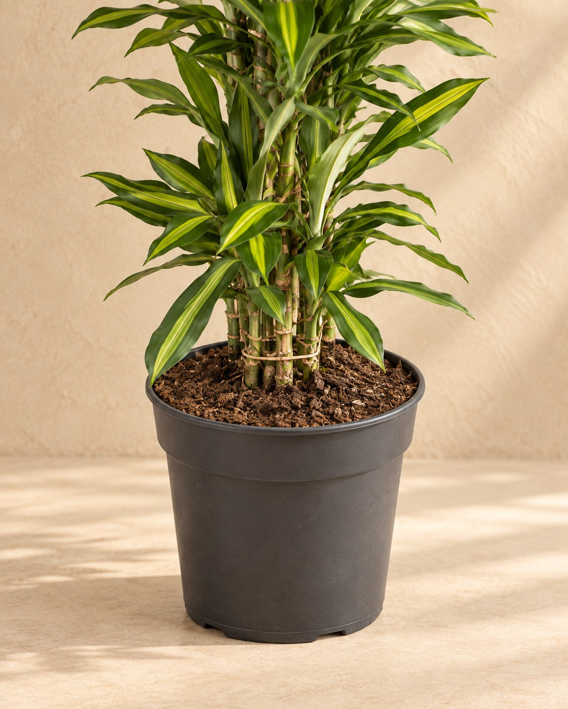 Partie basse de Dragonnier (Dracaena fragrans 'Cintho') avec son pot de culture