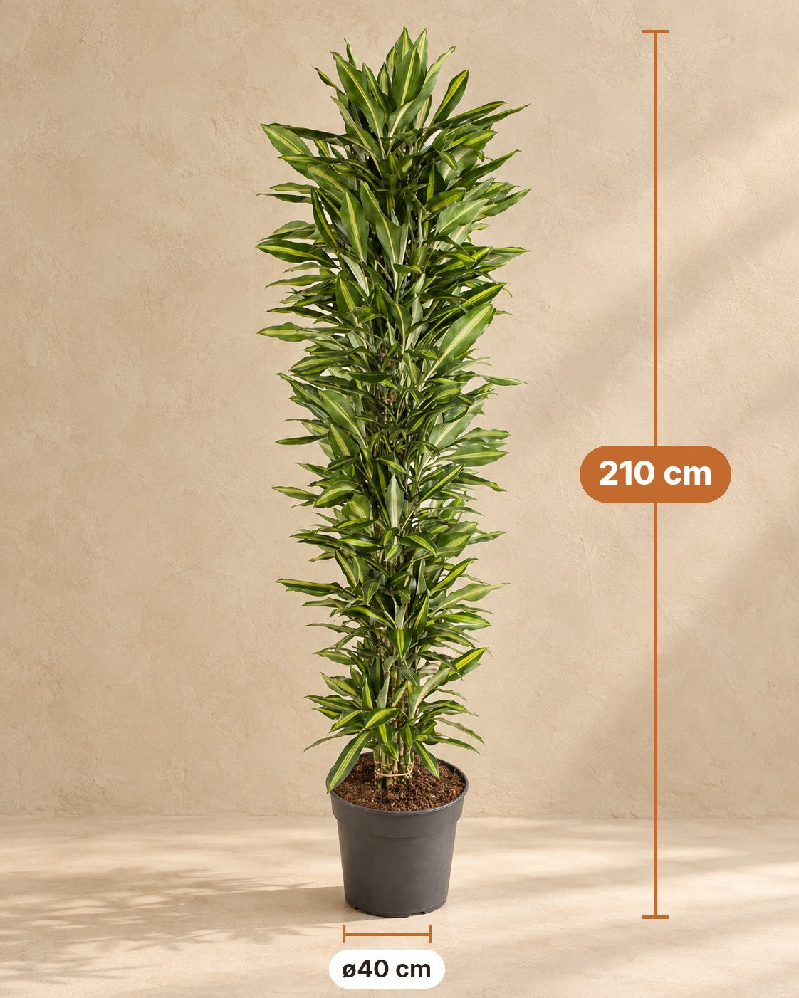 Dimensions Dragonnier : 210 cm de haut, pot ø40 cm