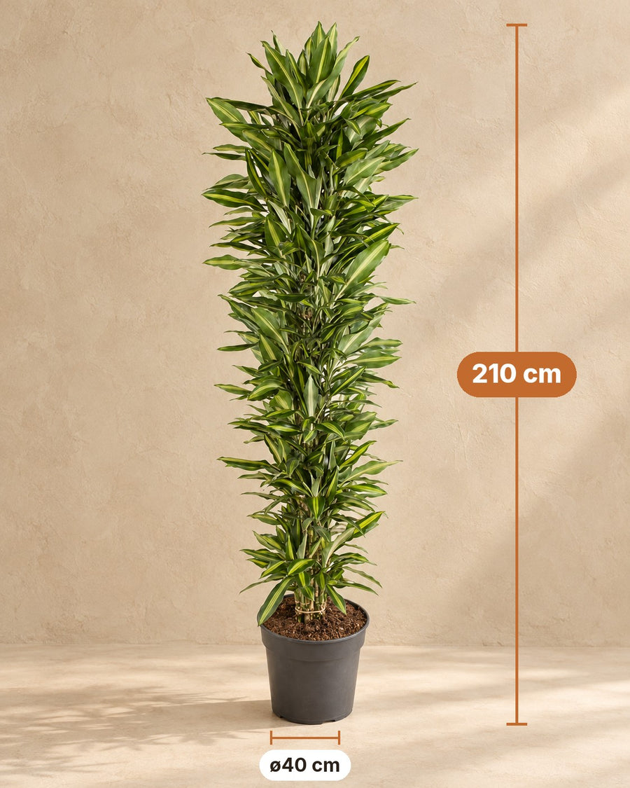 Dragonnier (Dracaena fragrans 'Cintho') ramifié 210 cm de haut, pot ø40 cm