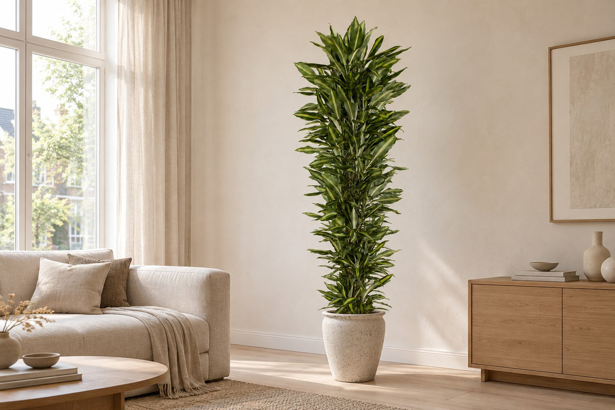 Dragonnier, 210 cm, dans cache-pot Artemis dans un salon lumineux