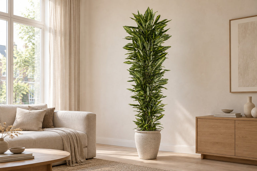 Dragonnier (Dracaena fragrans 'Cintho') ramifié 210 cm de haut, pot ø40 cm