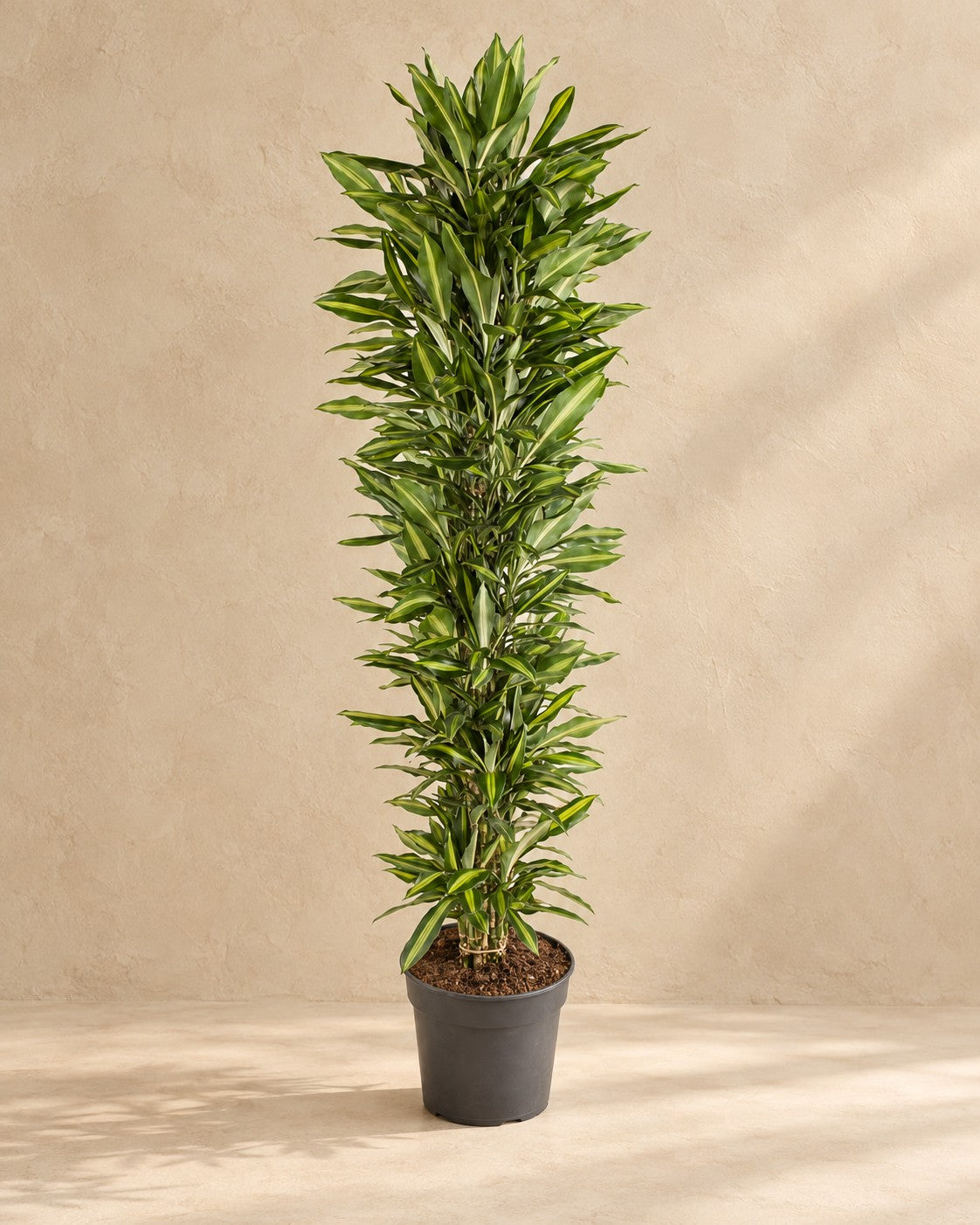 Drakenboom (Dracaena fragrans 'Cintho') van 210 cm hoog in kweekpot van 40 cm