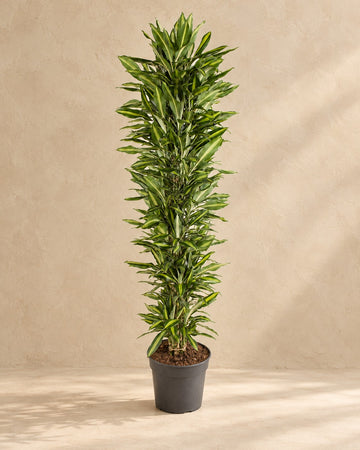 Dracena (Dracaena fragrans 'Cintho') rozgałęziona, 210 cm wysokości, doniczka ø40 cm