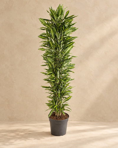 Dragonnier (Dracaena fragrans 'Cintho'), 210 cm de haut en pot de culture de 40 cm