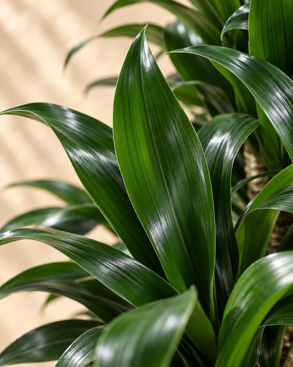 Primo piano delle foglie di Dracena (Dracaena fragrans 'Compacta')