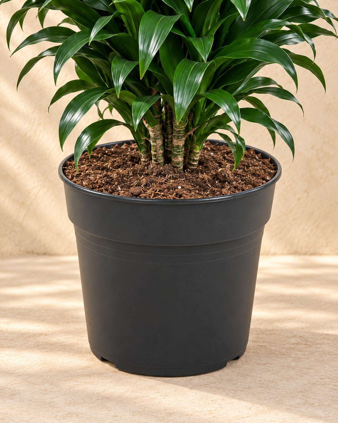 Onderste deel van de Drakenboom (Dracaena fragrans 'Compacta') met de kweekpot