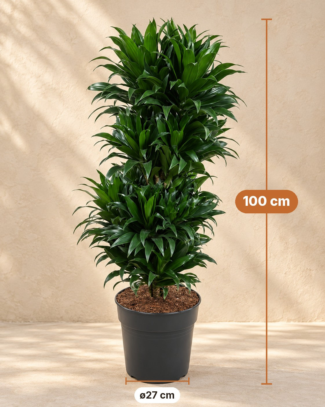 Afmetingen Drakenboom: 100 cm hoog, pot ø27 cm