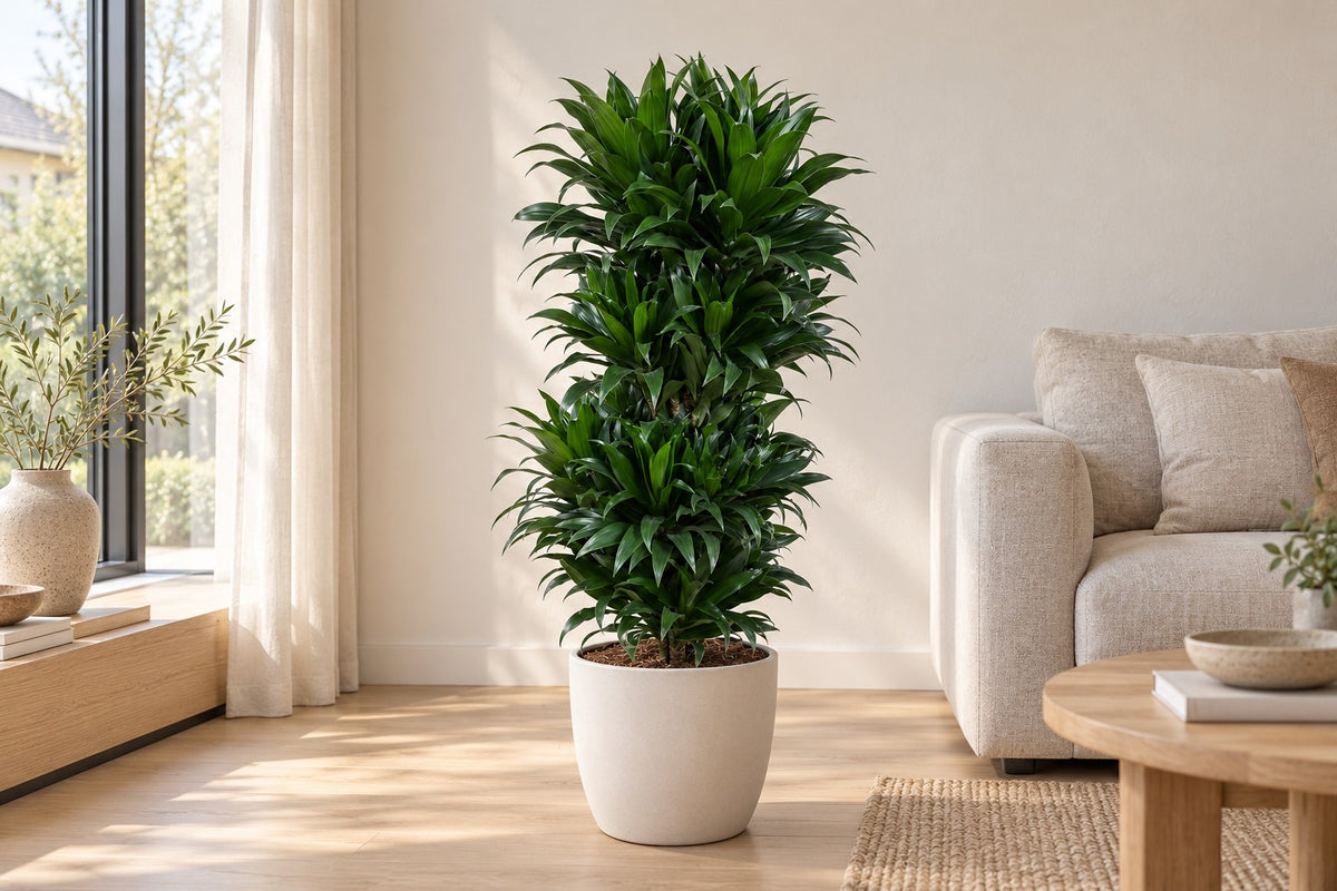 Drakenboom van 100 cm in een witte keramische pot in een lichte woonkamer