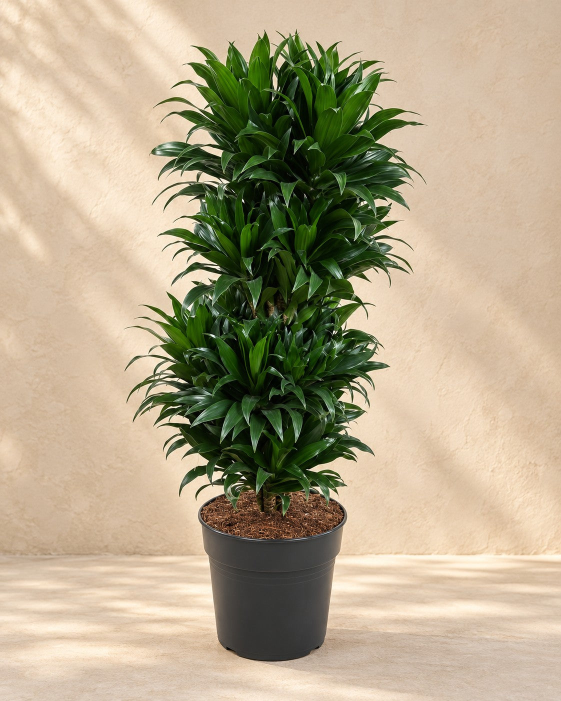 Dracena (Dracaena fragrans 'Compacta'), alta 100 cm in vaso di coltivazione da 27 cm