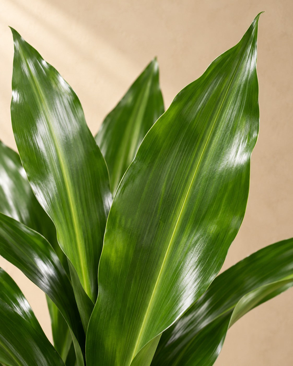 Primo piano delle foglie di Dracena (Dracaena fragrans 'Janet Lind')