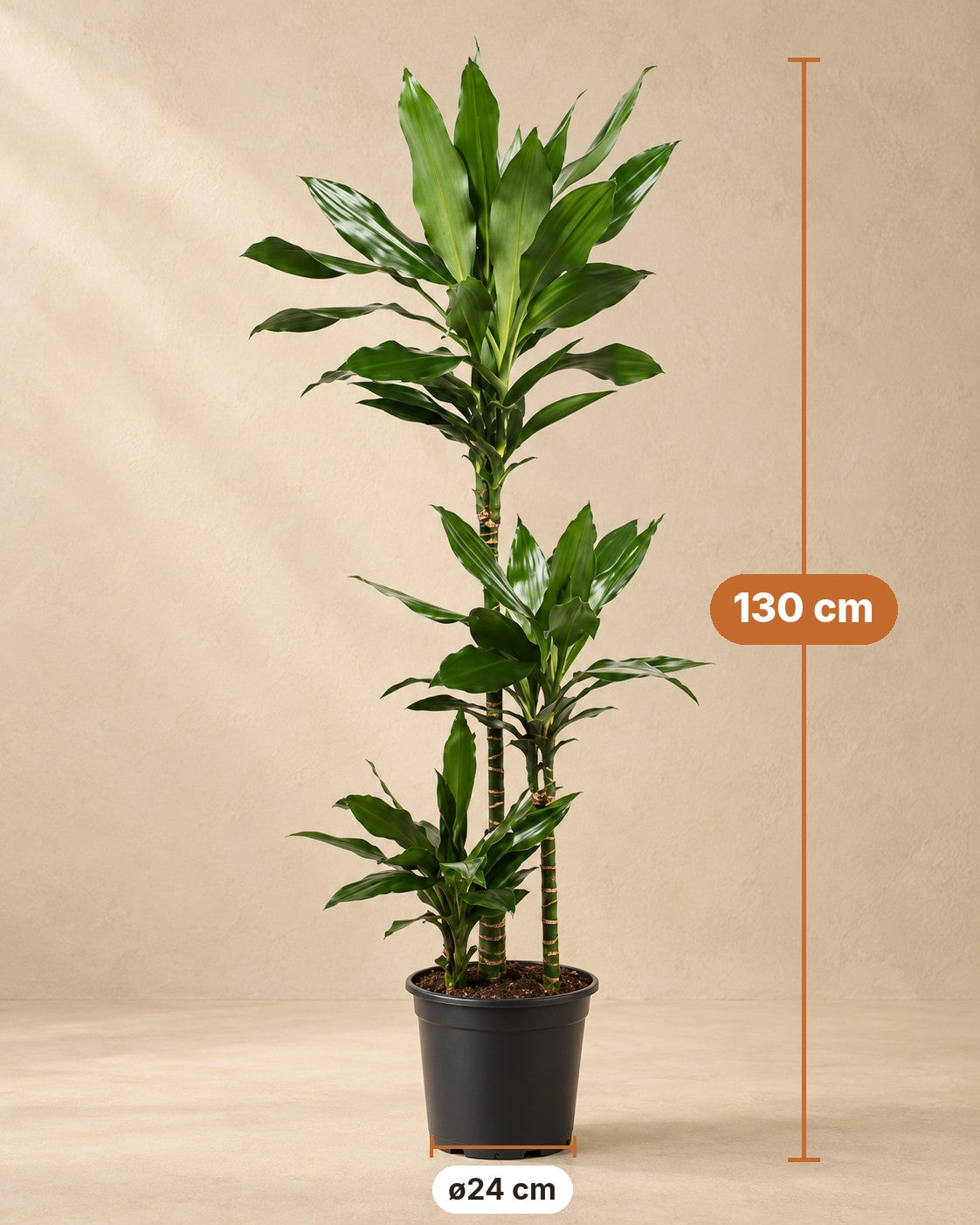 Dimensioni Dracena: altezza 130 cm, vaso ø24 cm