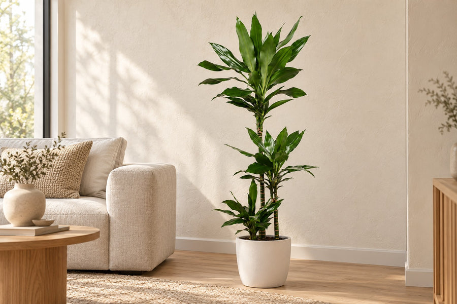 Dracena (Dracaena fragrans 'Janet Lind') 130 cm di altezza, vaso ø24 cm