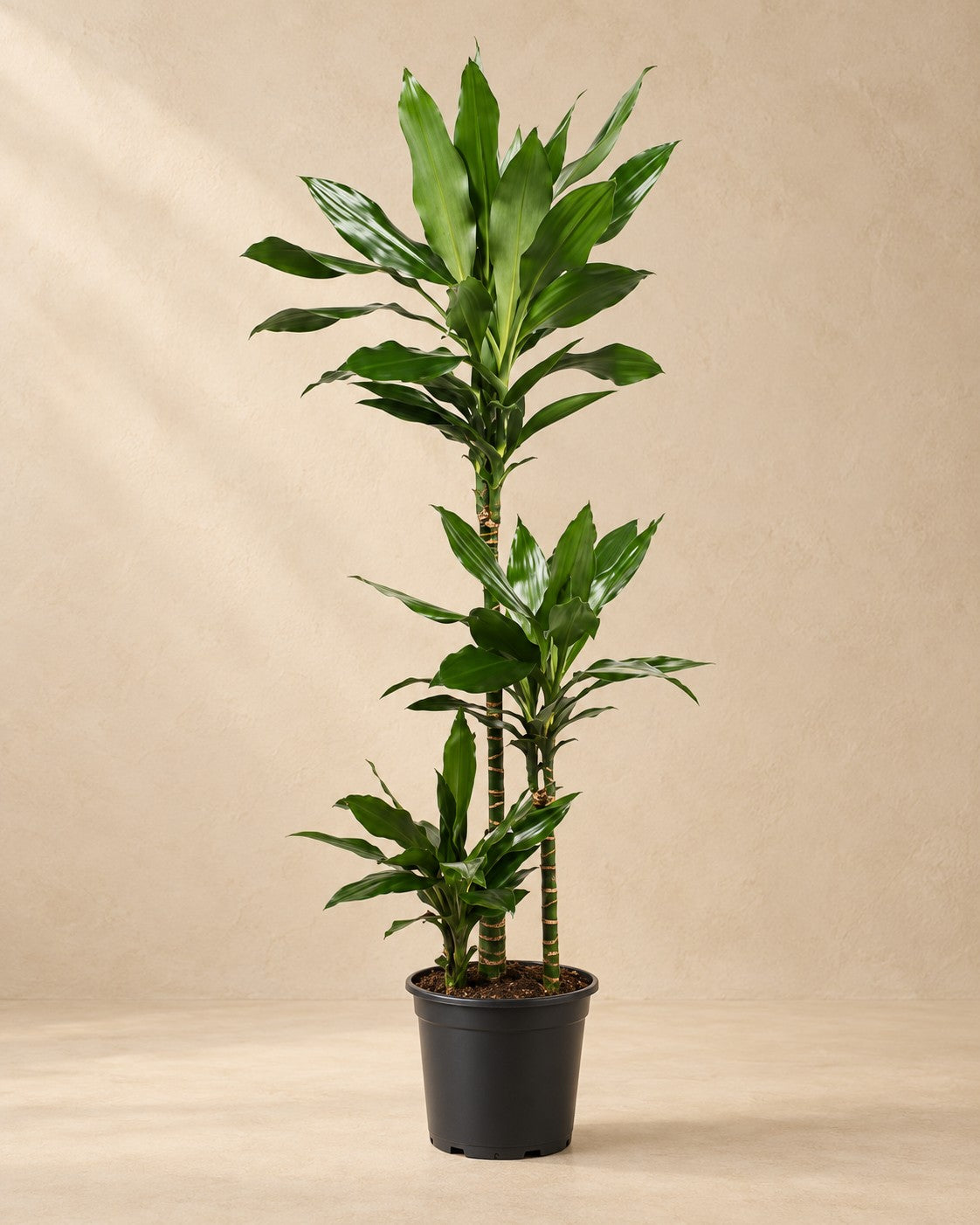 Dracena (Dracaena fragrans 'Janet Lind'), alta 130 cm in vaso di coltivazione da 24 cm