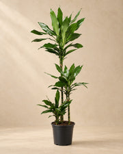 Dracena (Dracaena fragrans 'Janet Lind'), alta 130 cm in vaso di coltivazione da 24 cm