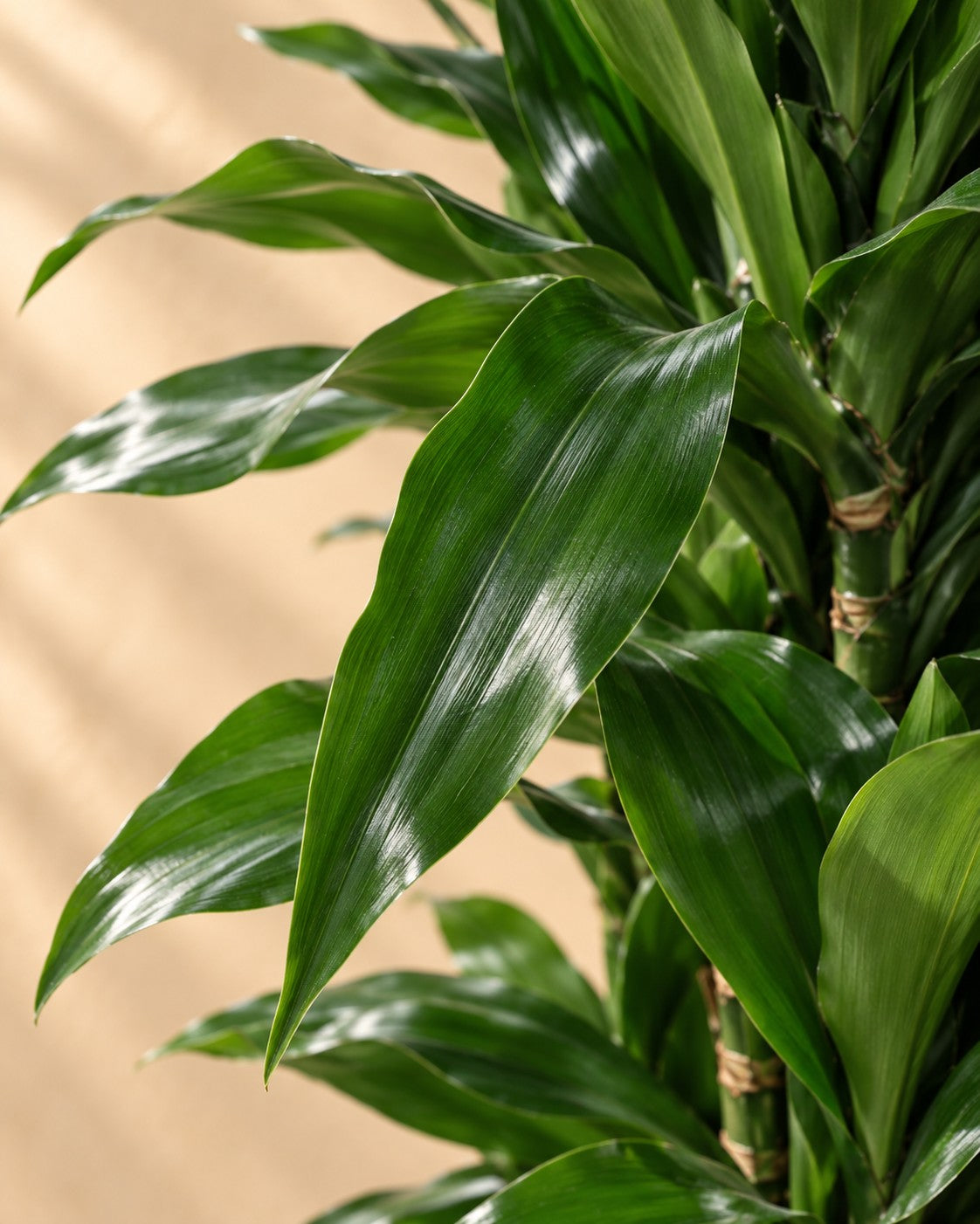 Närbild på bladen hos Dracena (Dracaena fragrans 'Janet Lind')