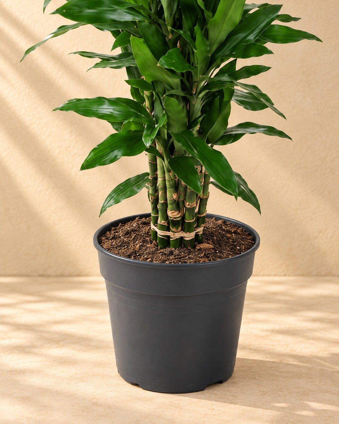 Partie basse de Dragonnier (Dracaena fragrans 'Janet Lind') avec son pot de culture