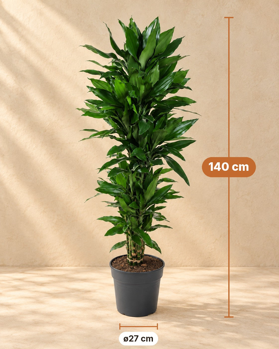 Dimensions Dragonnier : 140 cm de haut, pot ø27 cm