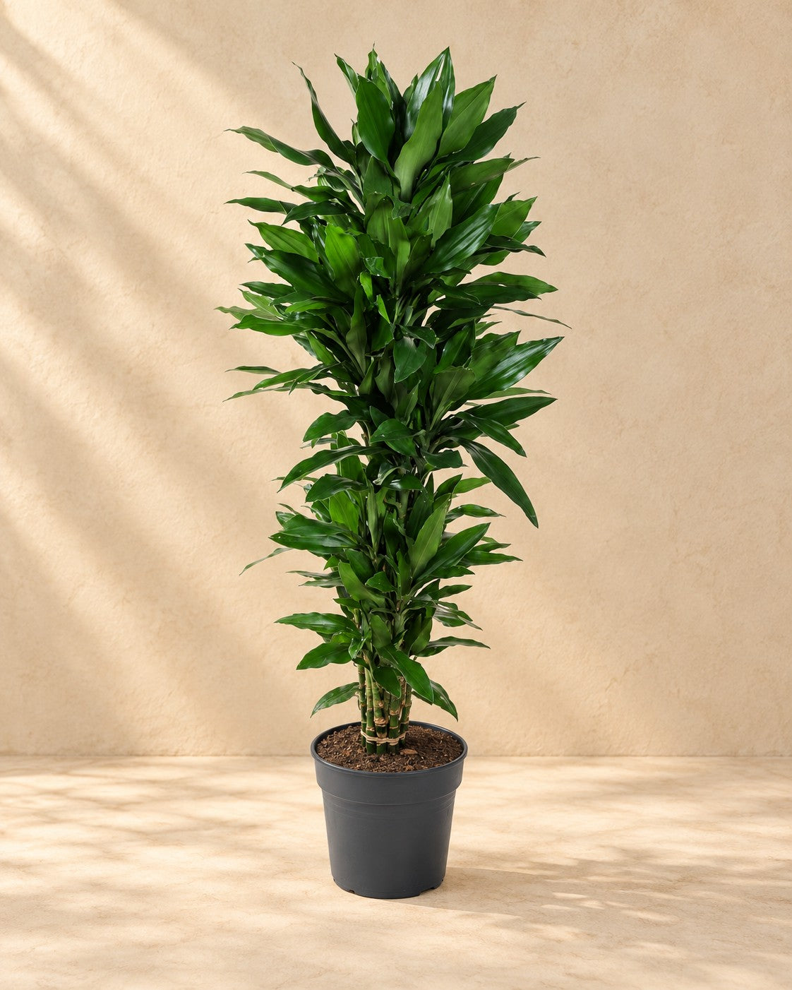 Dracena (Dracaena fragrans 'Janet Lind'), 140 cm hög i en 27 cm odlingskruka