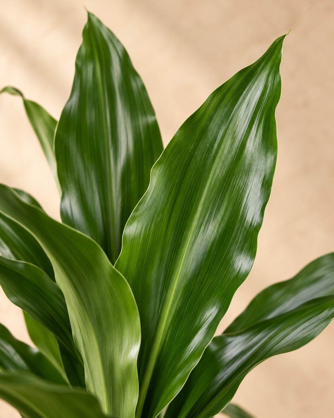 Närbild på bladen hos Dracena (Dracaena fragrans 'Janet Lind')