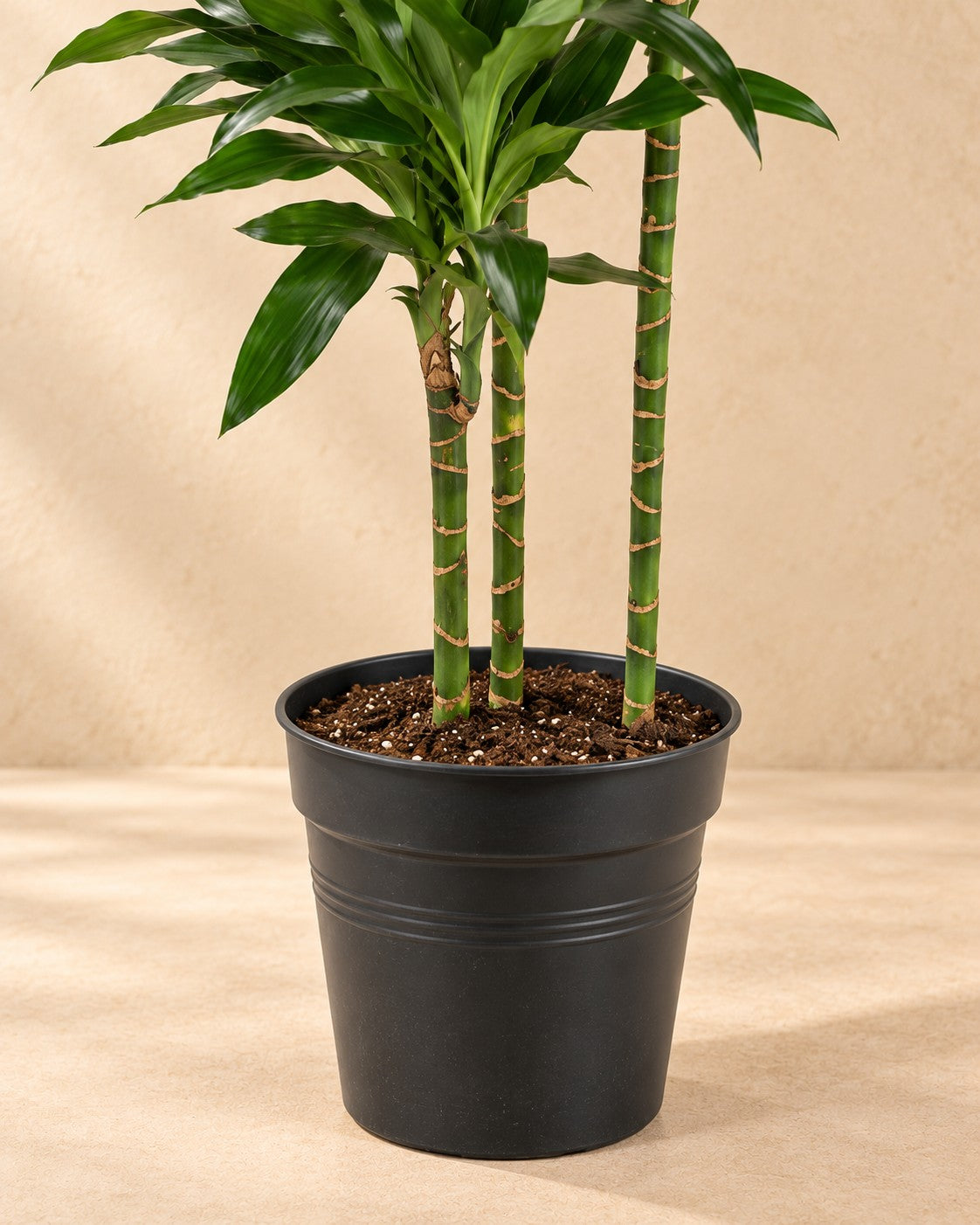 Parte bassa di Dracena (Dracaena fragrans 'Janet Lind') con il vaso di coltivazione