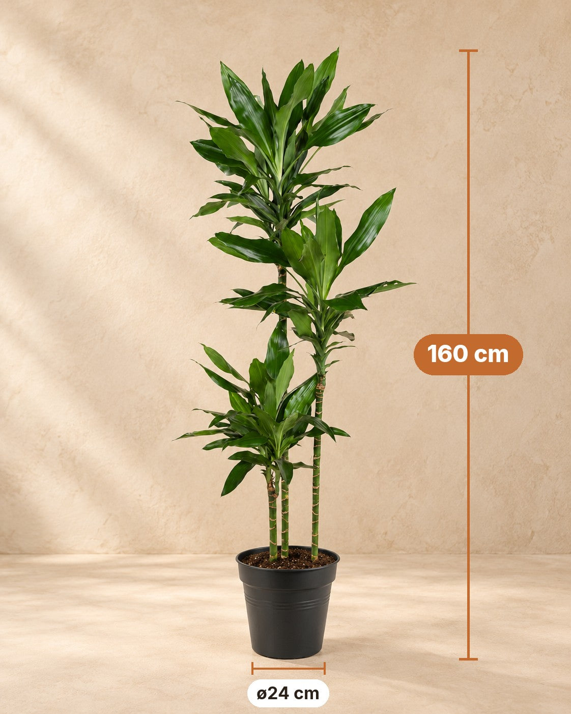 Dimensioni Dracena: altezza 160 cm, vaso ø24 cm