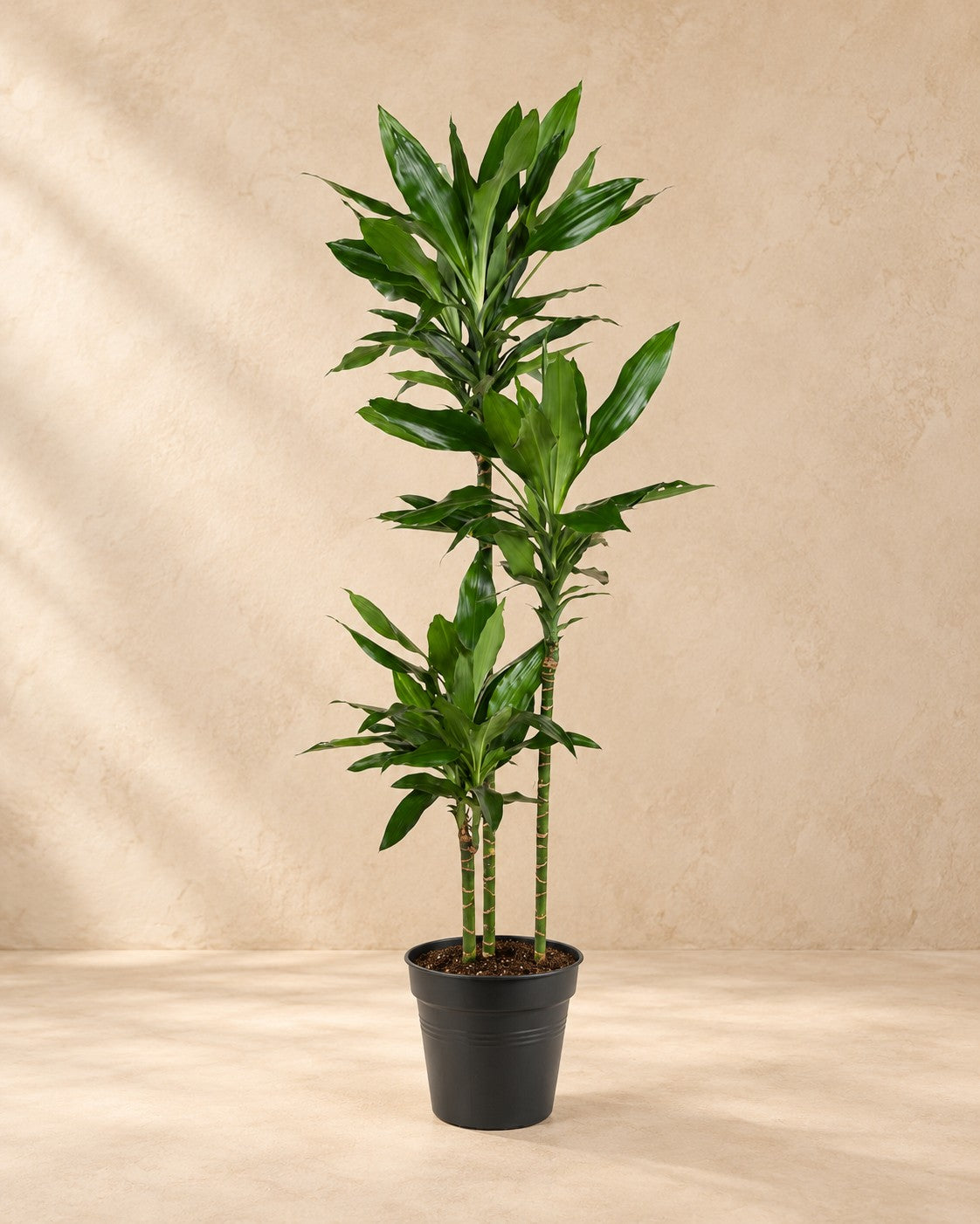 Dracena (Dracaena fragrans 'Janet Lind'), 160 cm hög i en 24 cm odlingskruka