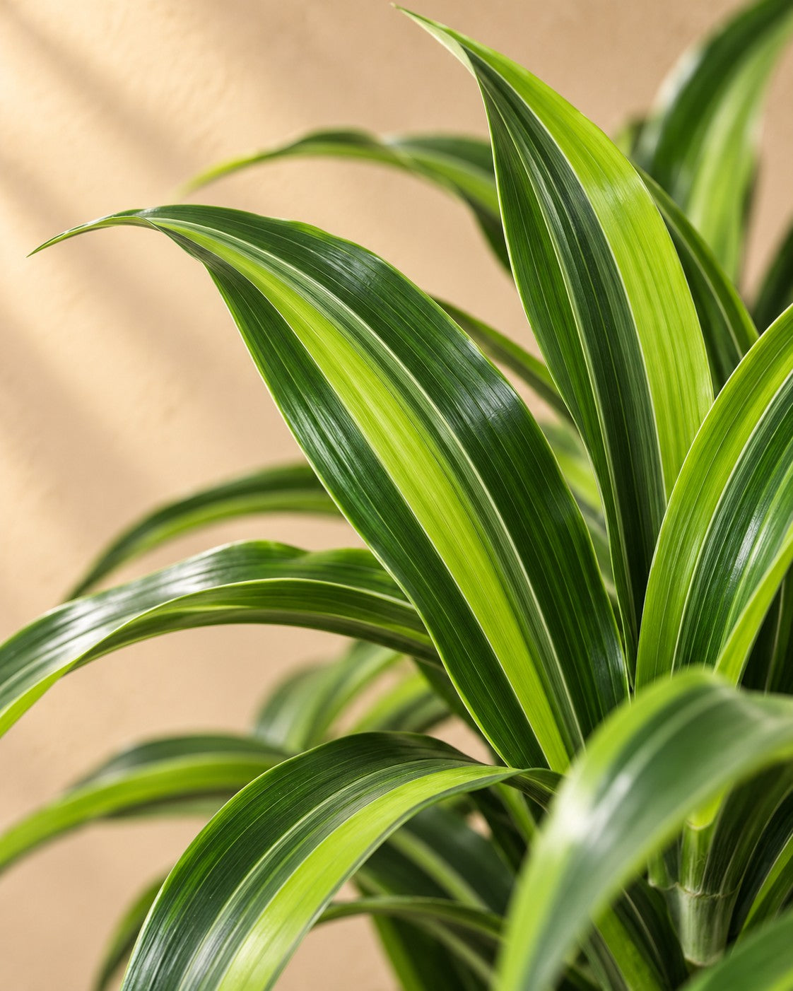Primo piano delle foglie di Dracena (Dracaena fragrans 'Lemon Lime')