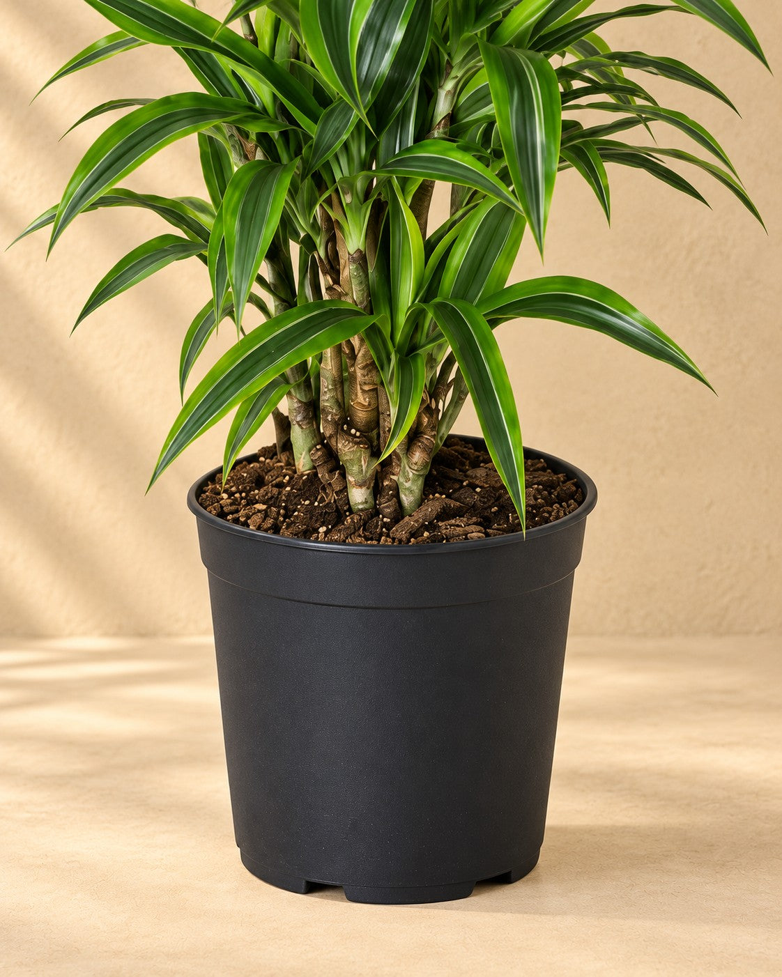 Parte bassa di Dracena (Dracaena fragrans 'Lemon Lime') con il vaso di coltivazione