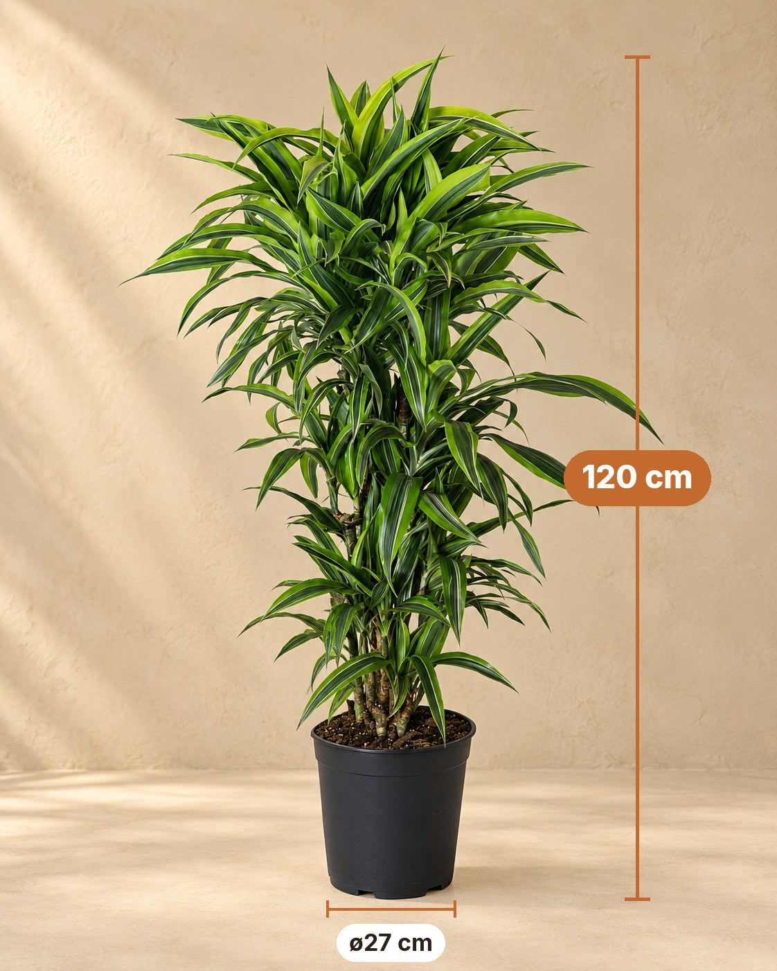 Dimensioni Dracena: altezza 120 cm, vaso ø27 cm