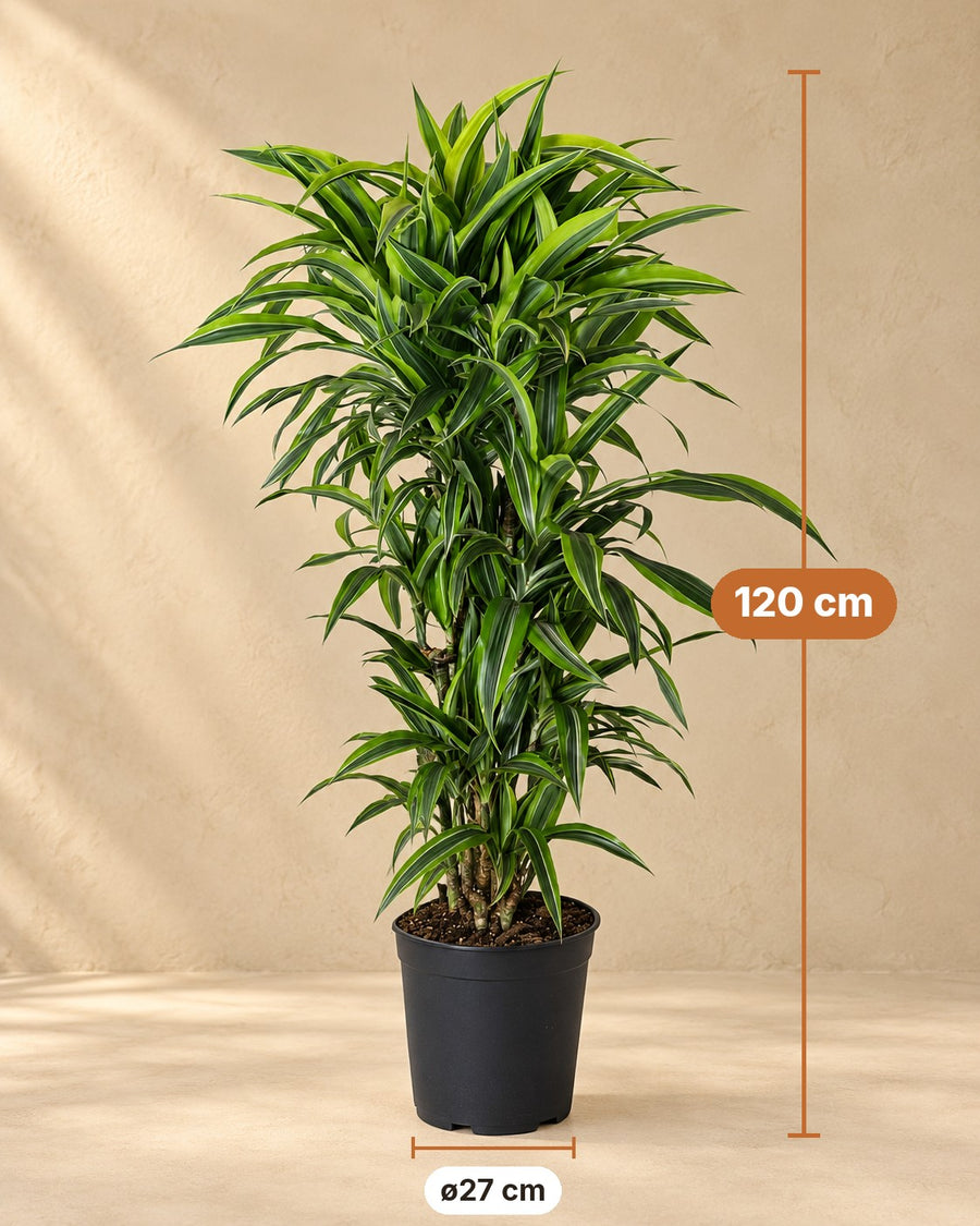 Dracena (Dracaena fragrans 'Lemon Lime') ramificata 120 cm di altezza, vaso ø27 cm