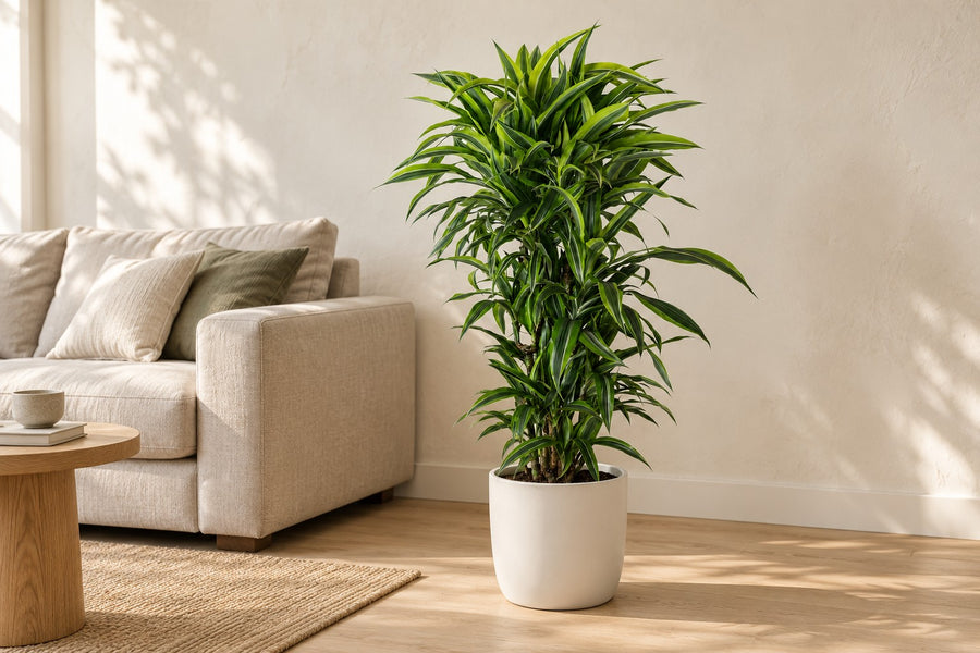 Dracena (Dracaena fragrans 'Lemon Lime') ramificata 120 cm di altezza, vaso ø27 cm