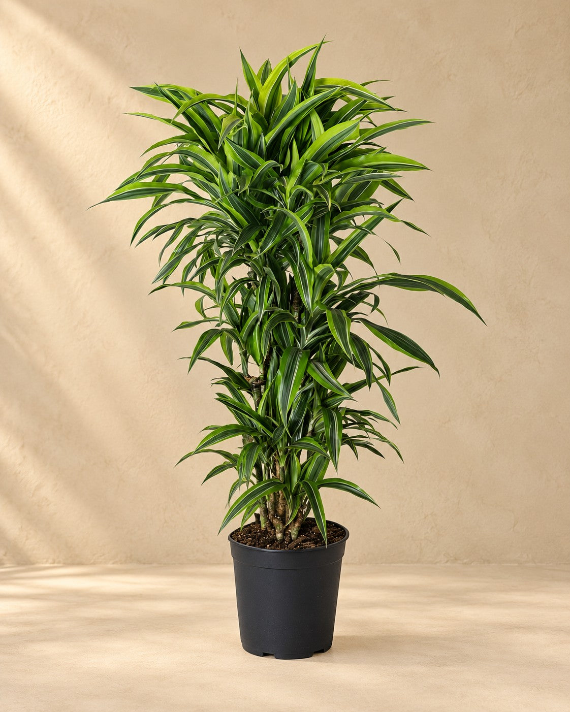 Dracena (Dracaena fragrans 'Lemon Lime'), alta 120 cm in vaso di coltivazione da 27 cm
