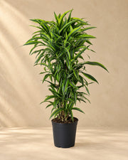 Dracena (Dracaena fragrans 'Lemon Lime'), alta 120 cm in vaso di coltivazione da 27 cm