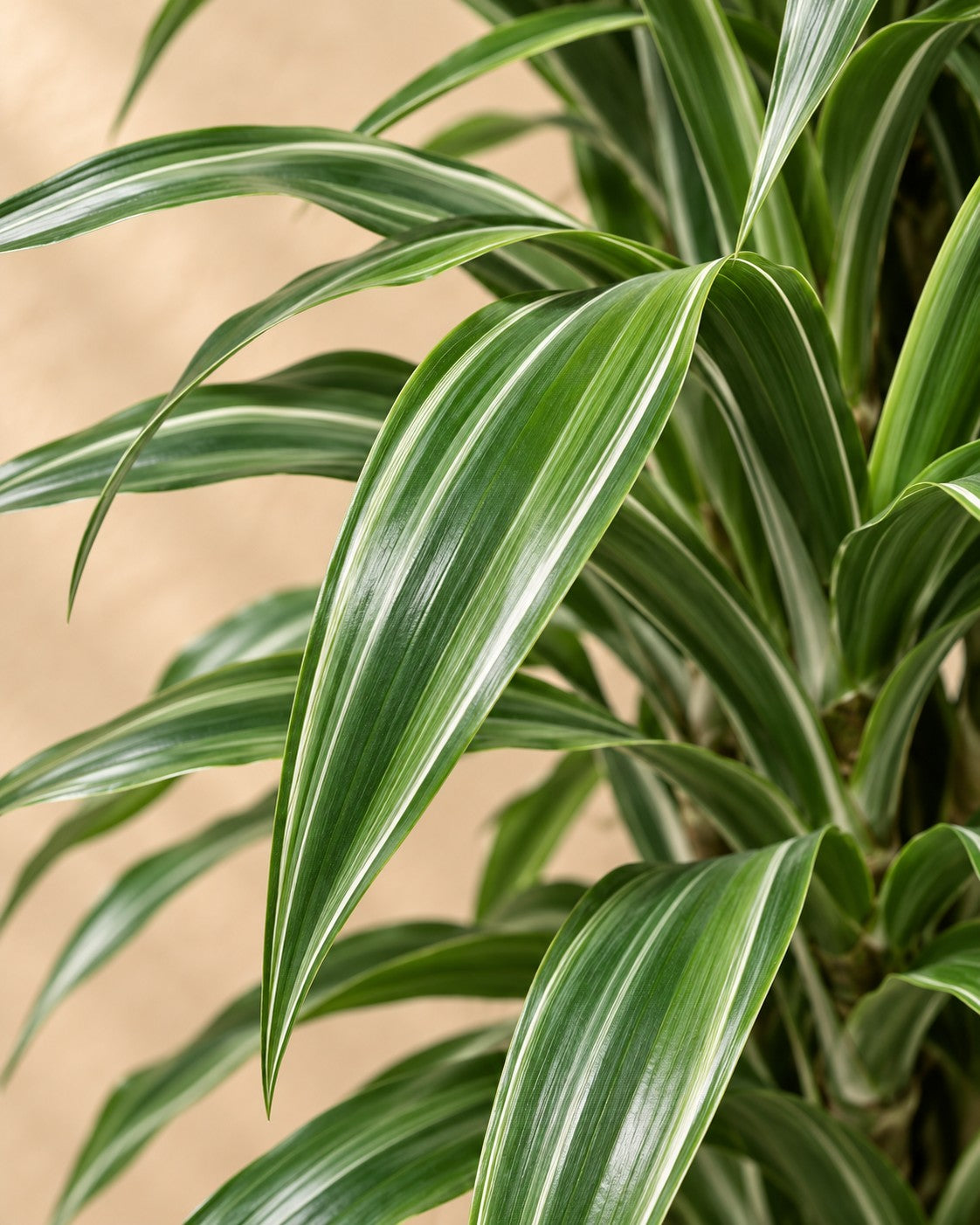 Primo piano delle foglie di Dracena (Dracaena fragrans 'Warneckei')