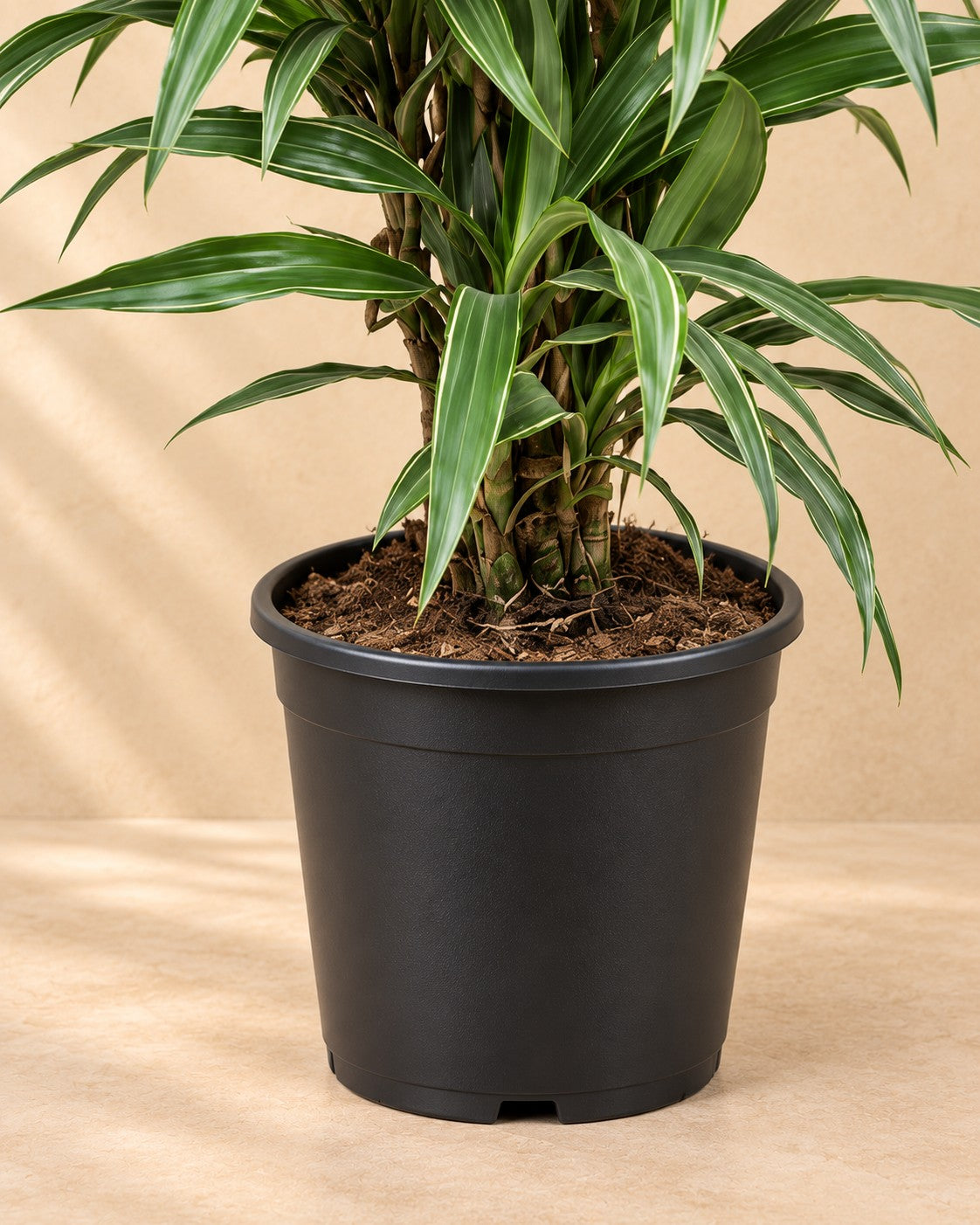 Parte bassa di Dracena (Dracaena fragrans 'Warneckei') con il vaso di coltivazione