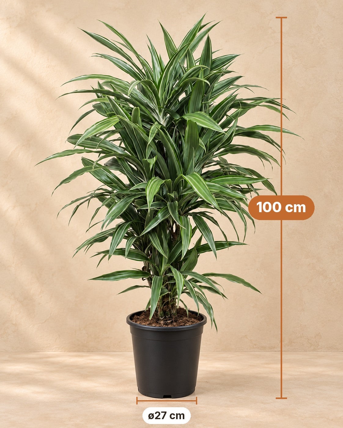 Dimensioni Dracena: altezza 100 cm, vaso ø27 cm