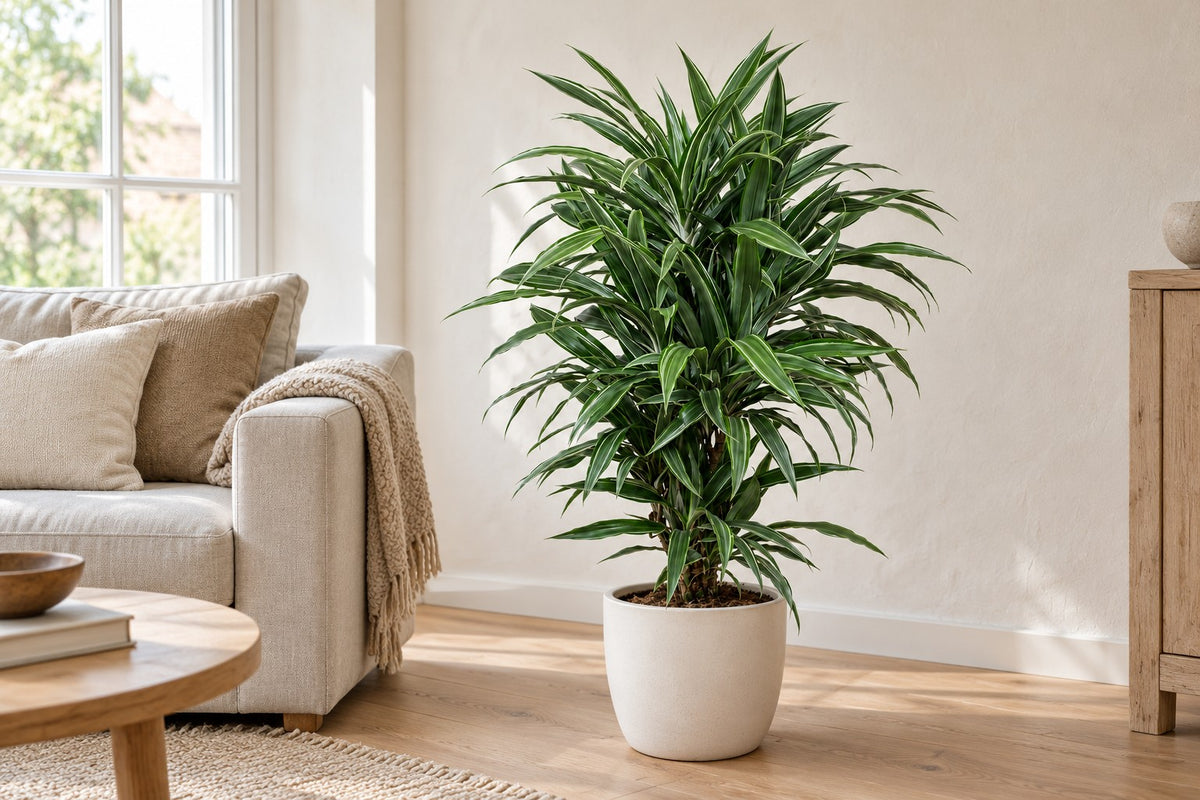 Dracena, 100 cm, in a white ceramic planter in un soggiorno luminoso