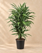 Dracena (Dracaena fragrans 'Warneckei'), alta 100 cm in vaso di coltivazione da 27 cm